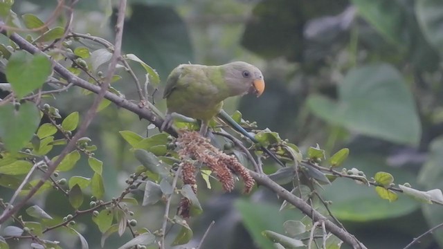 Plum-headed Parakeet - ML390047321