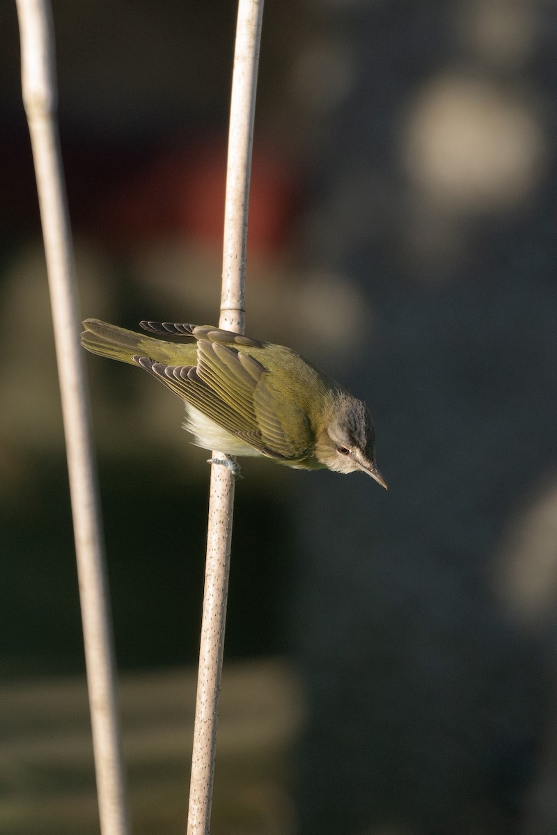 zelenáček červenooký - ML390047711