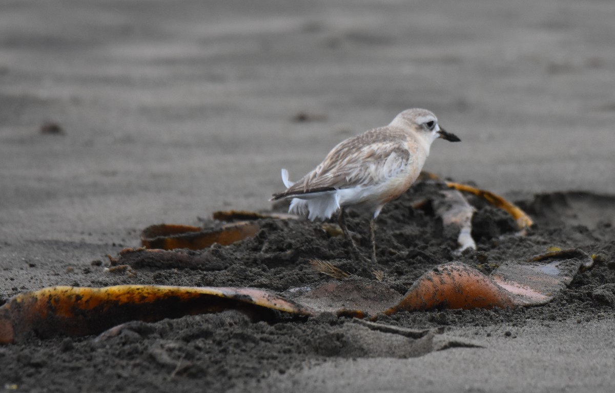 Red-breasted Dotterel - Jeremy Painting