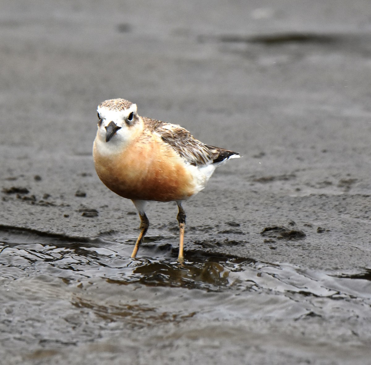 Red-breasted Dotterel - Jeremy Painting