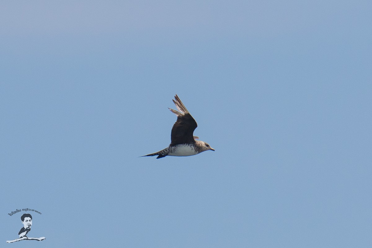 Long-tailed Jaeger - ML390048111