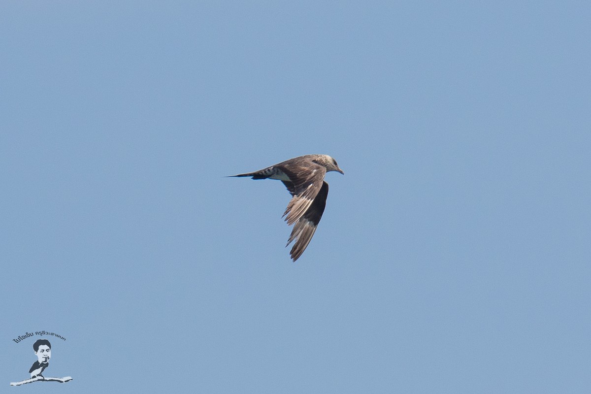 Long-tailed Jaeger - ML390048121