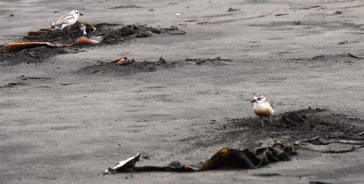 Red-breasted Dotterel - Jeremy Painting