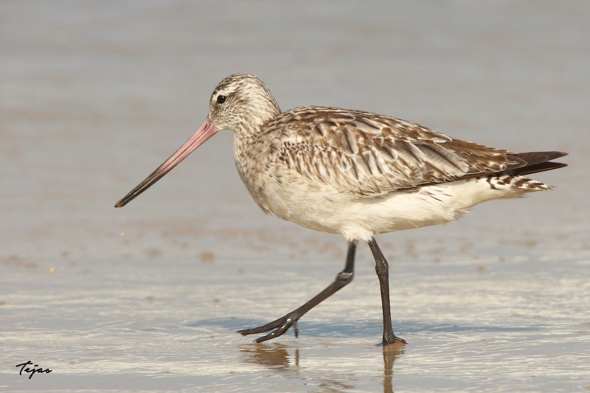 Bar-tailed Godwit - tejas k rao