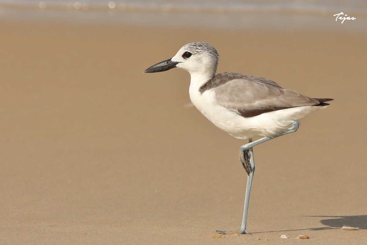 Crab-Plover - tejas k rao
