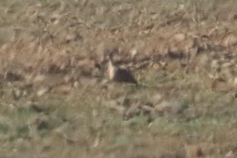Black-bellied Sandgrouse - ML390050051