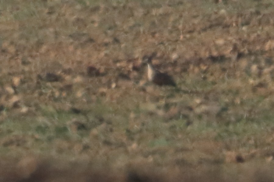 Black-bellied Sandgrouse - ML390050061