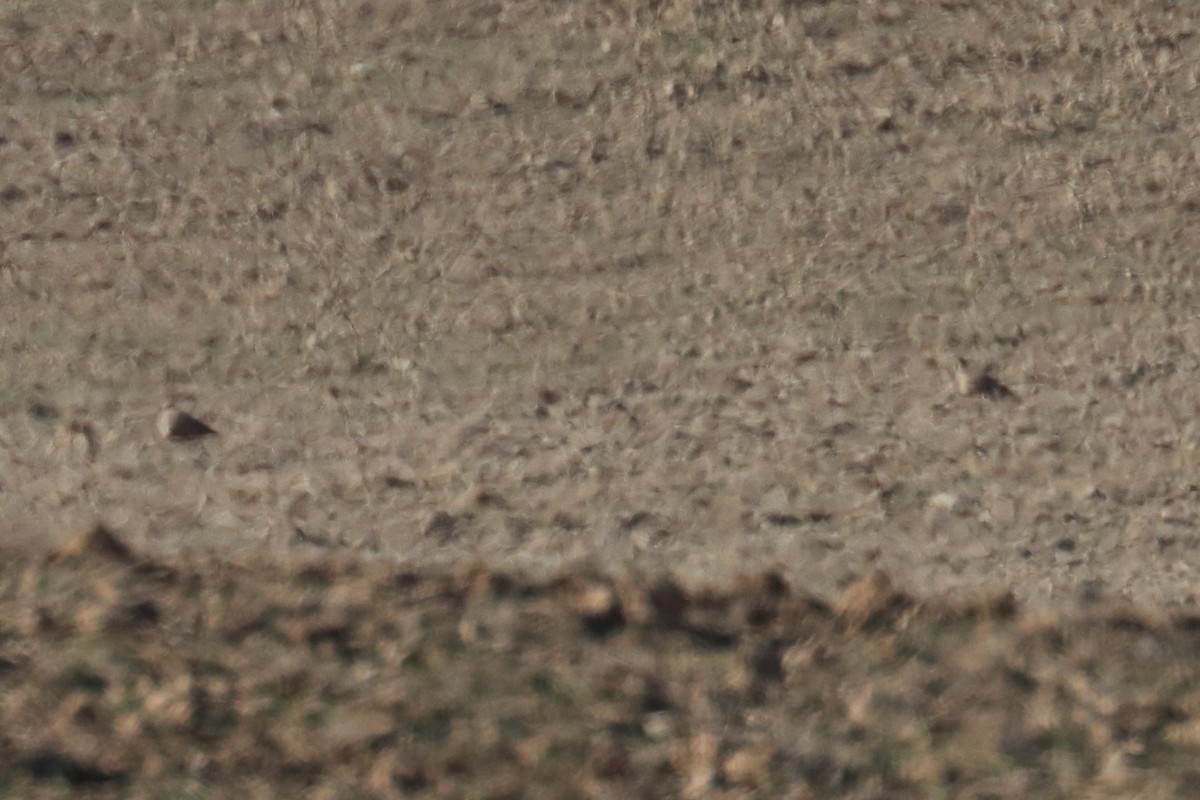 Black-bellied Sandgrouse - ML390050071