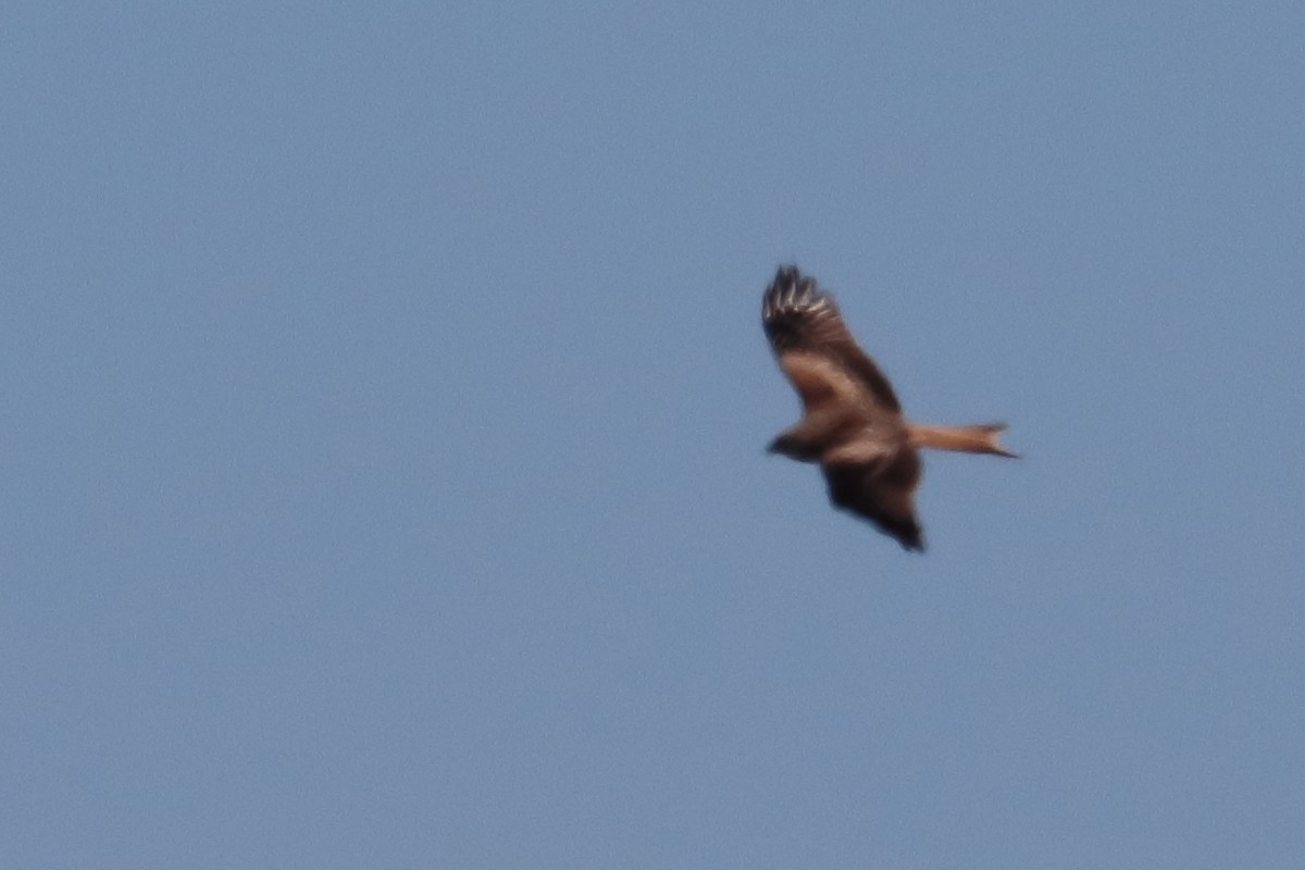 Red Kite - ML390050111
