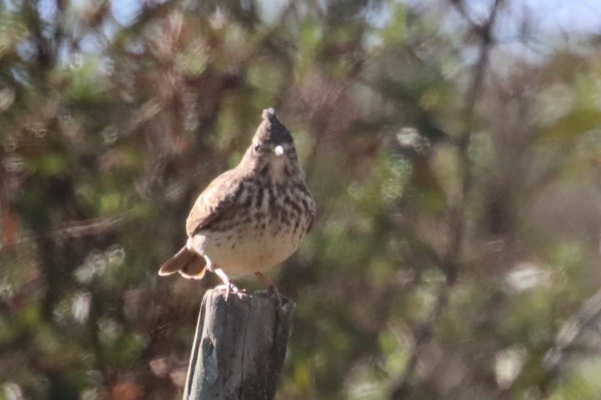 Thekla's Lark - ML390050151
