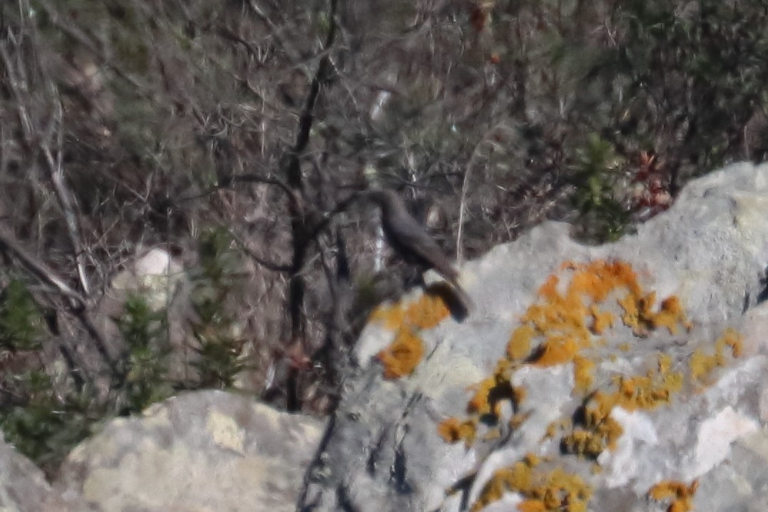Цэнхэр жижир - ML390050191