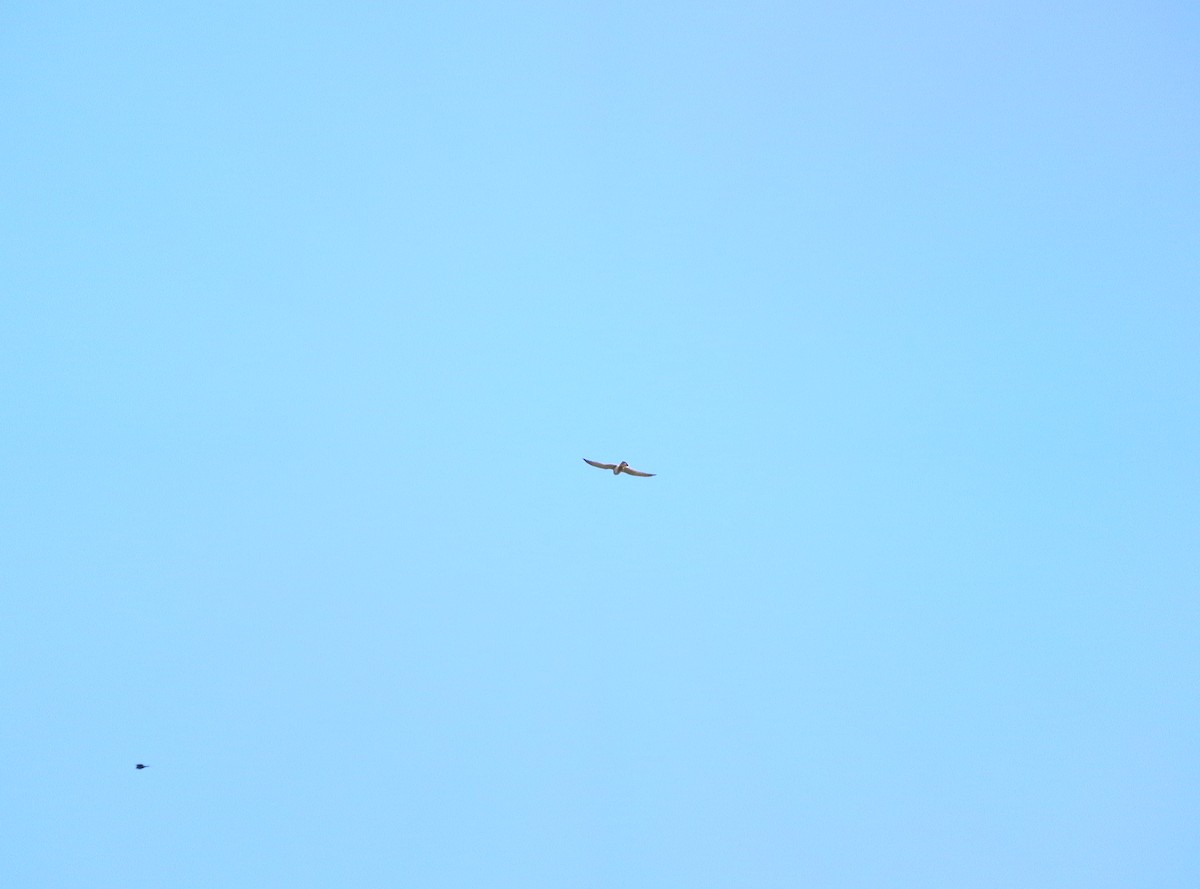 Nankeen Kestrel - ML390050601