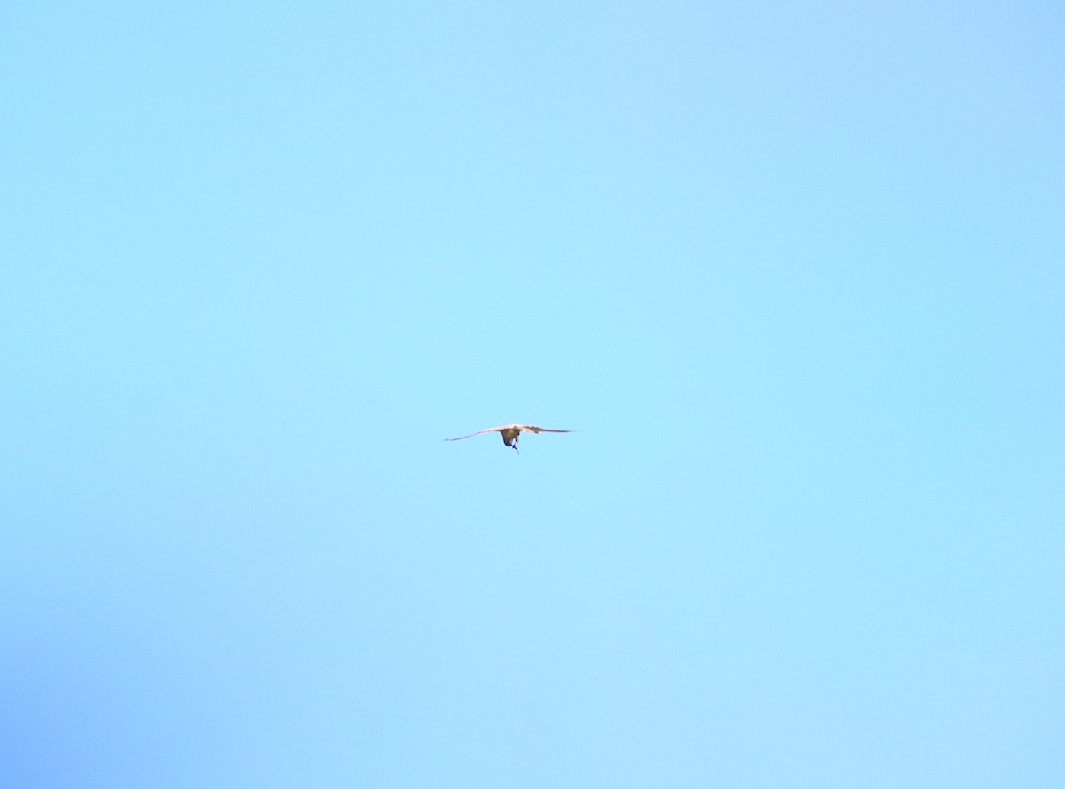 Nankeen Kestrel - ML390050621