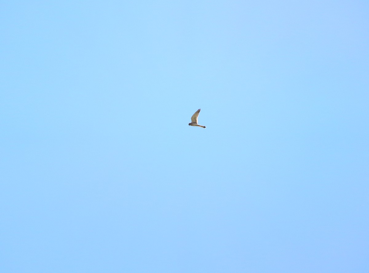 Nankeen Kestrel - ML390050691