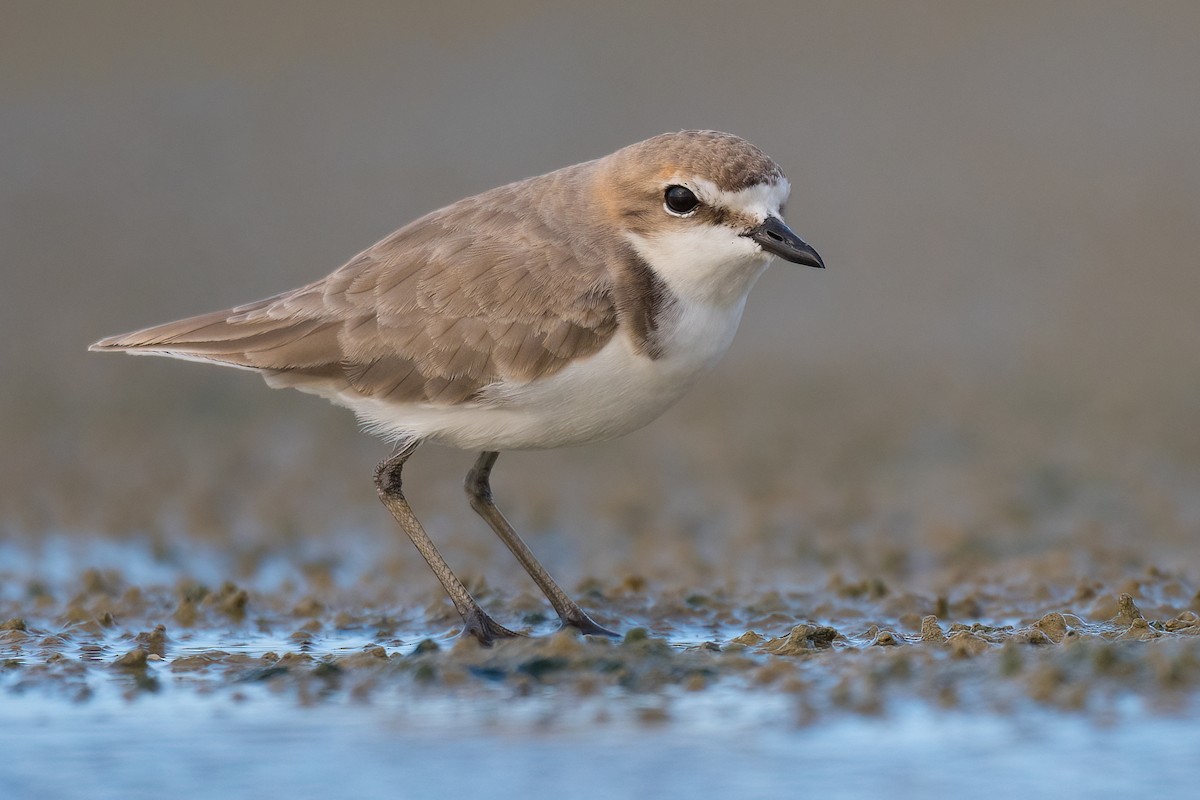 Red-capped Plover - ML390052221