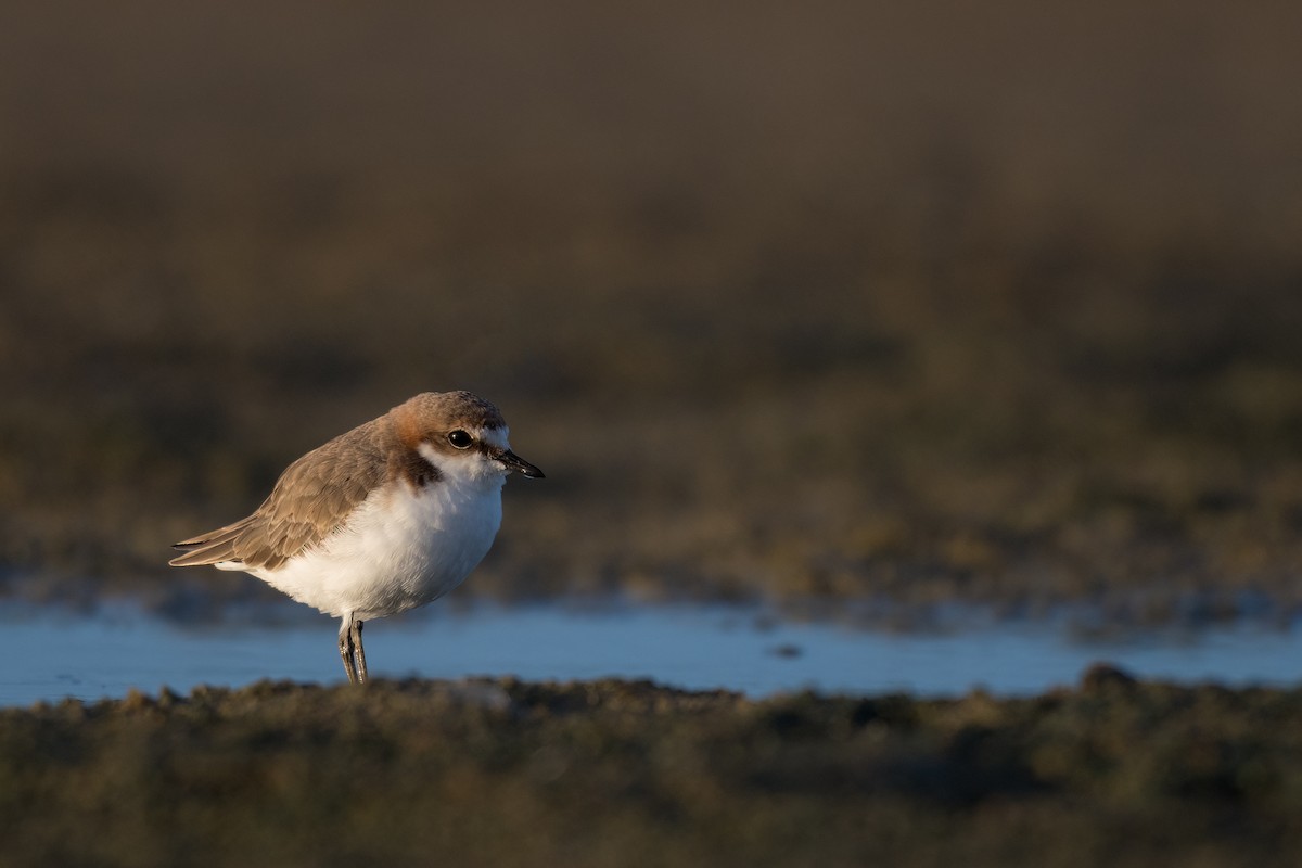 Red-capped Plover - ML390052341