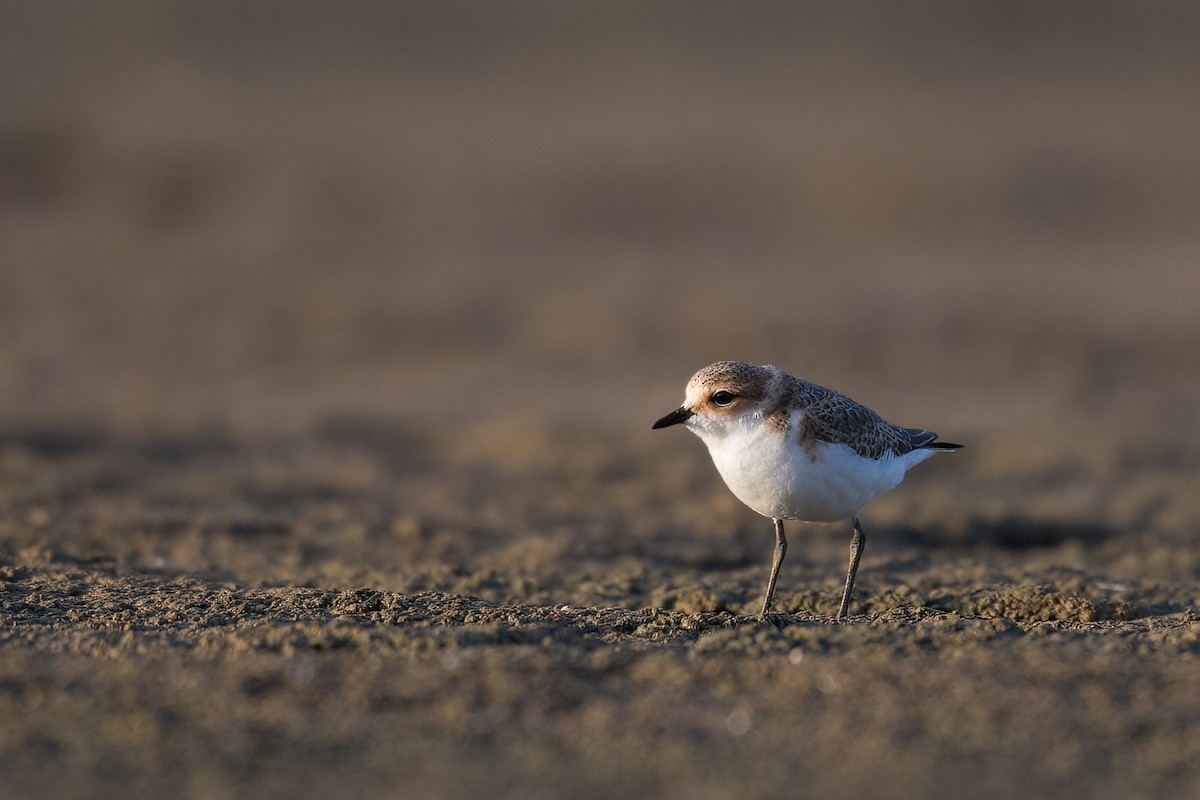 Red-capped Plover - ML390052451