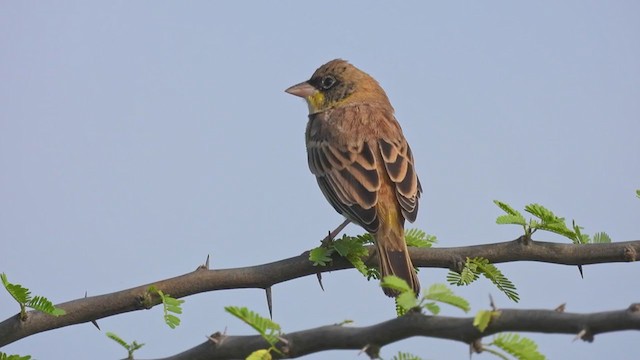 Black-headed Bunting - ML390054181