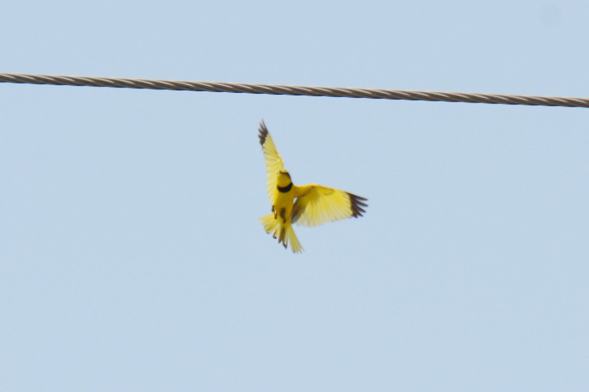 Pipit doré - ML390058121