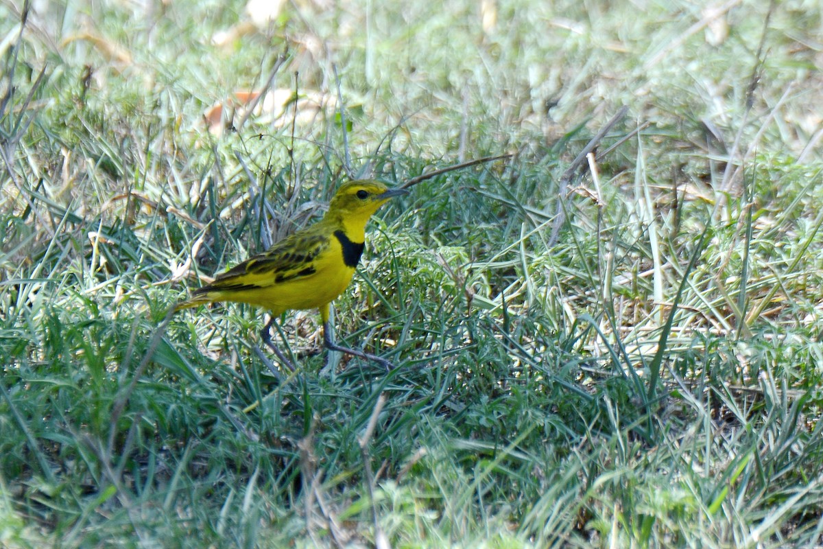 Pipit doré - ML390058141