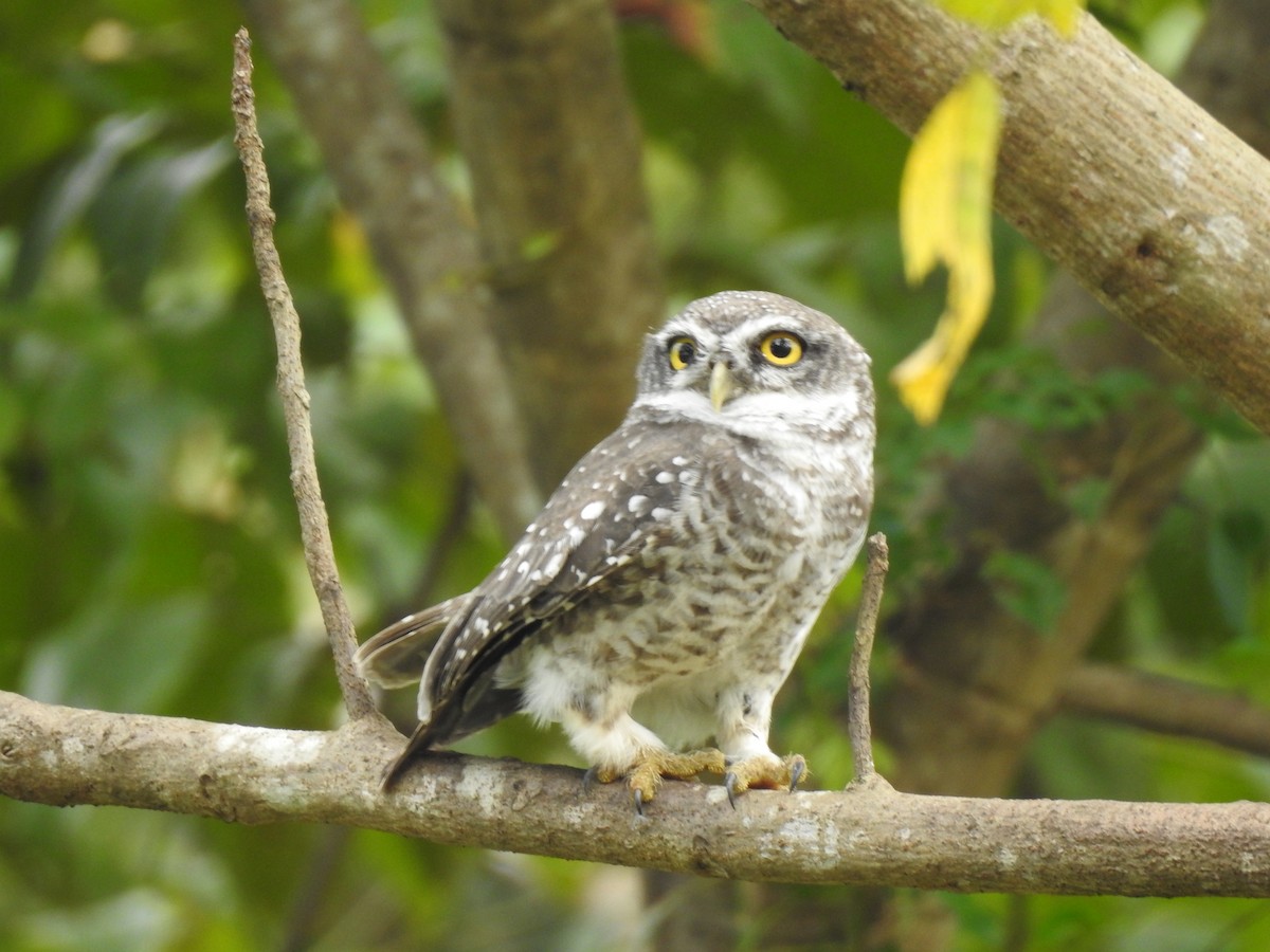Spotted Owlet - ML390059281