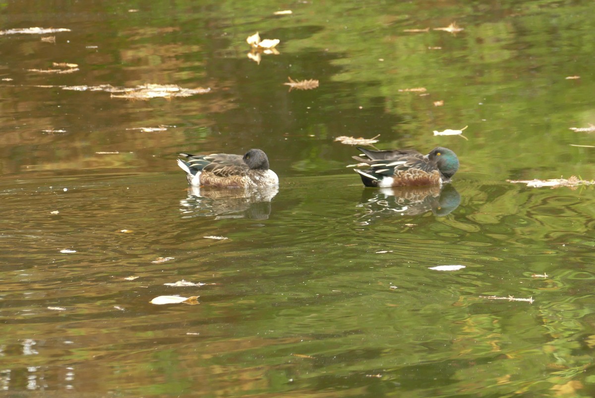 Northern Shoveler - ML390060741