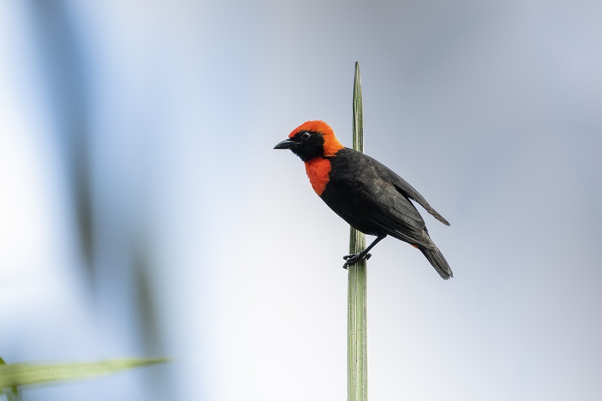 Red-vented Malimbe - Stefan Hirsch