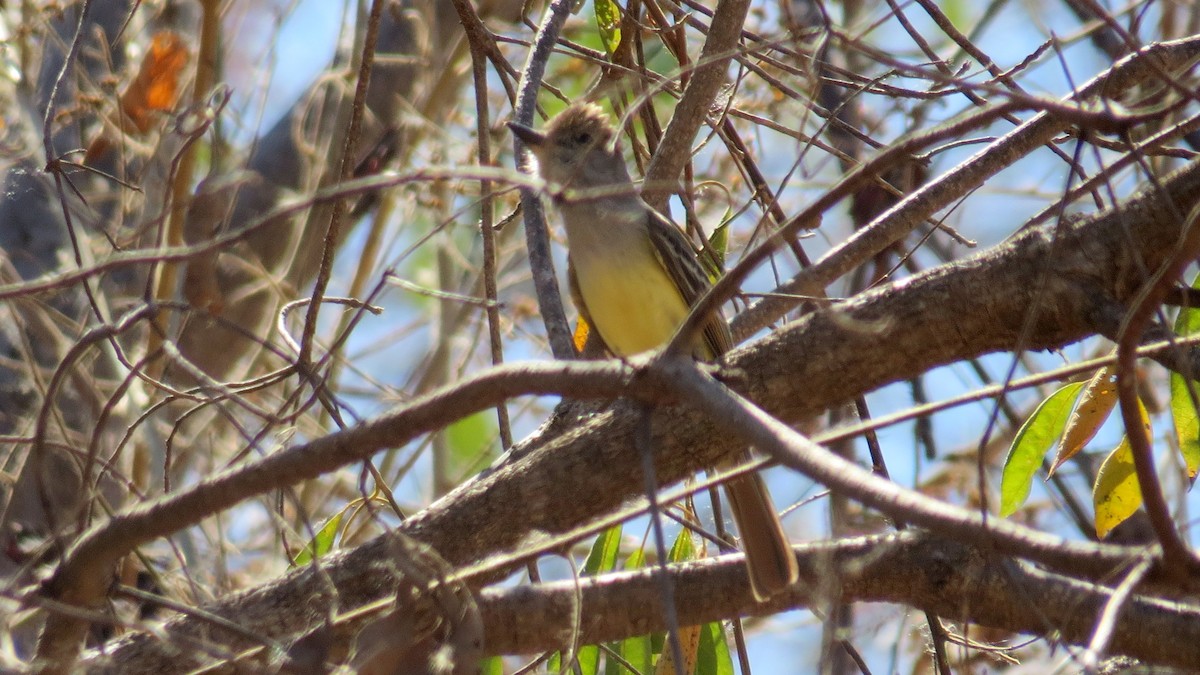 Brown-crested Flycatcher - ML39006481