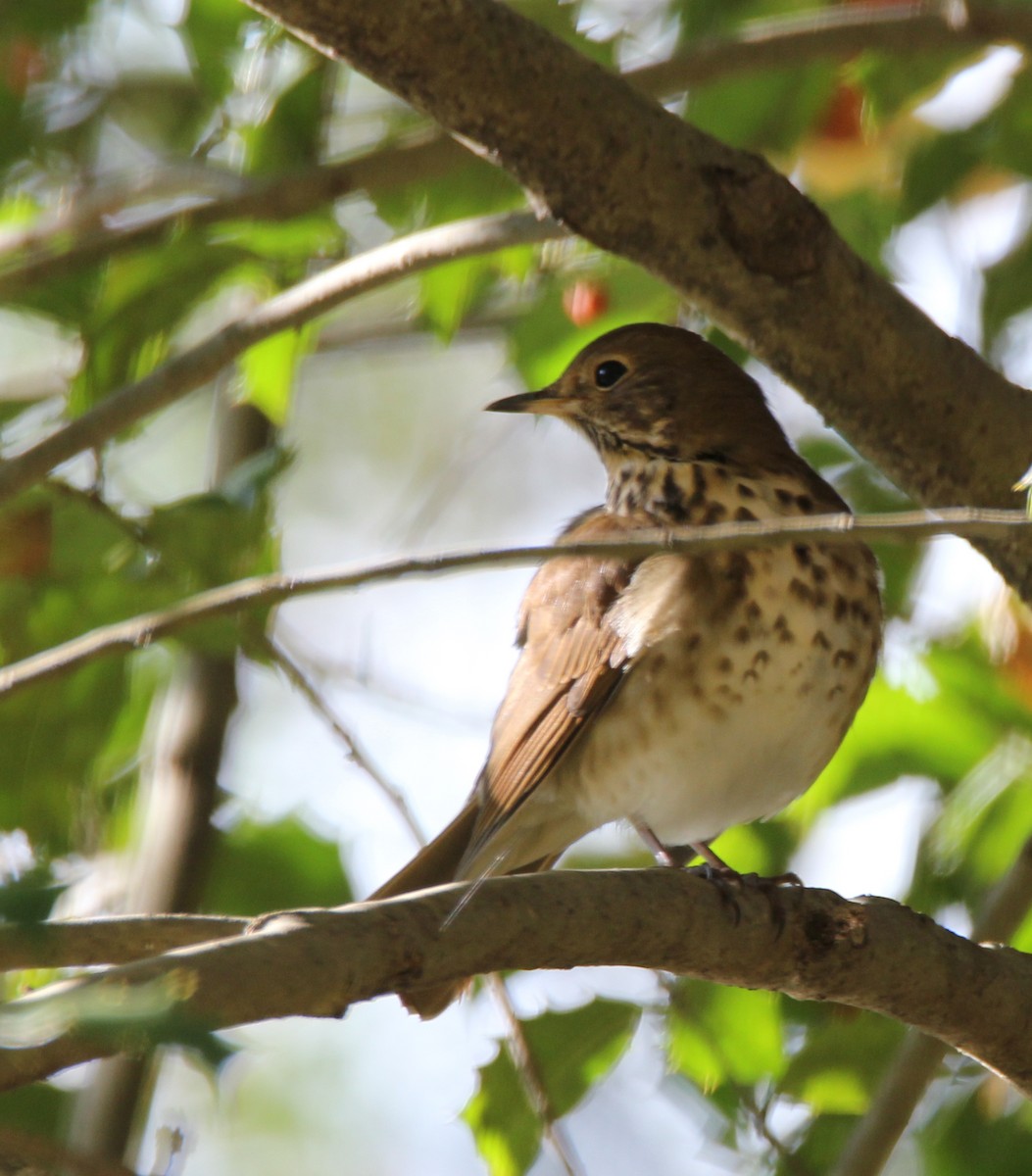 Hermit Thrush - ML39006541