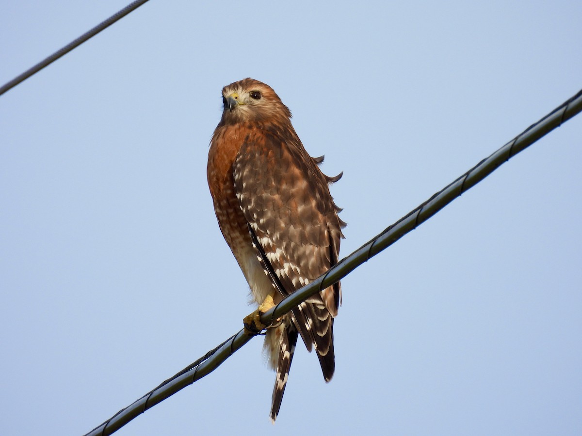 Red-shouldered Hawk - ML390069051