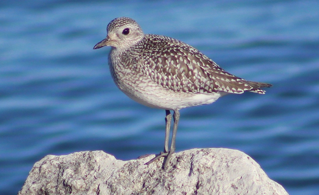 Black-bellied Plover - Drew Goldberg