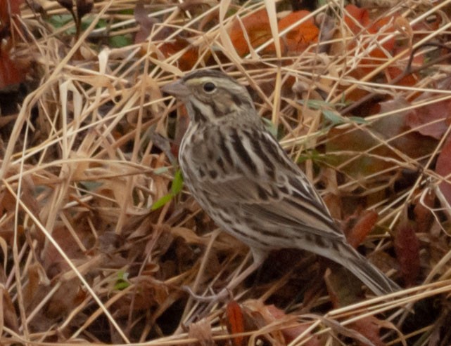 Savannah Sparrow - ML390070501
