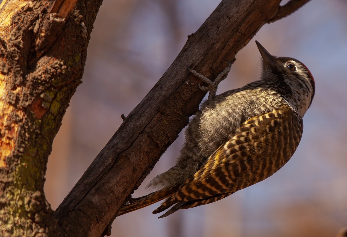 Cardinal Woodpecker - George Kolbé