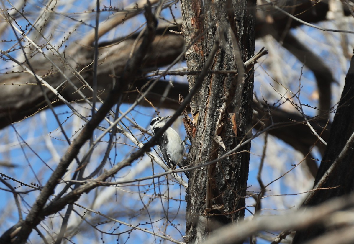 Downy Woodpecker - Kerry Ross