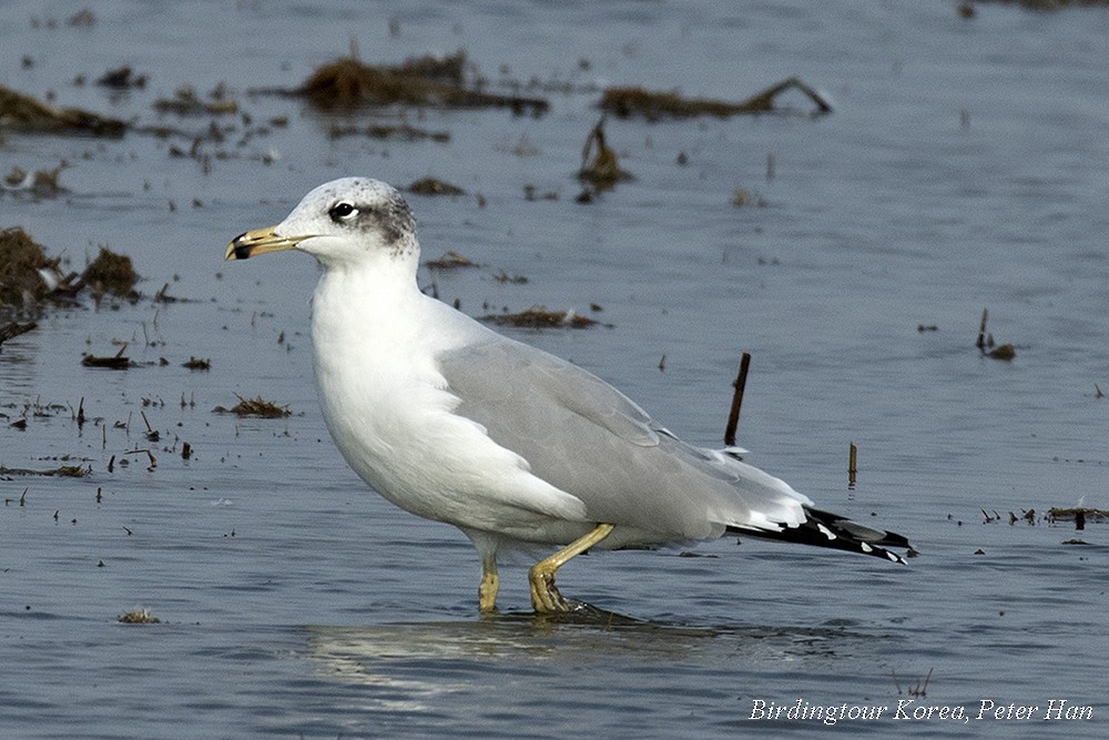 Gabbiano di Pallas - ML390073531