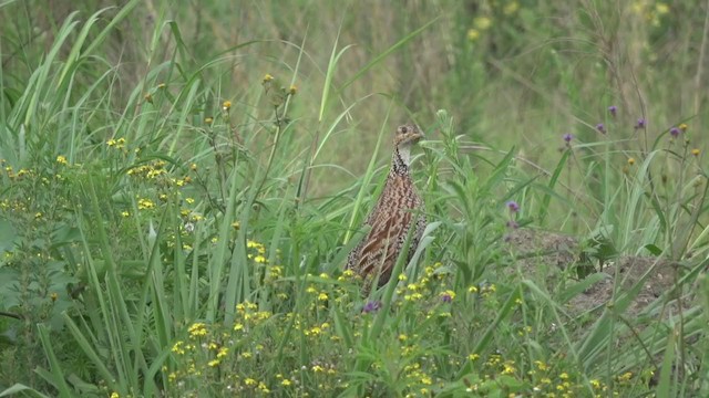 Shelley's Francolin - ML390074461