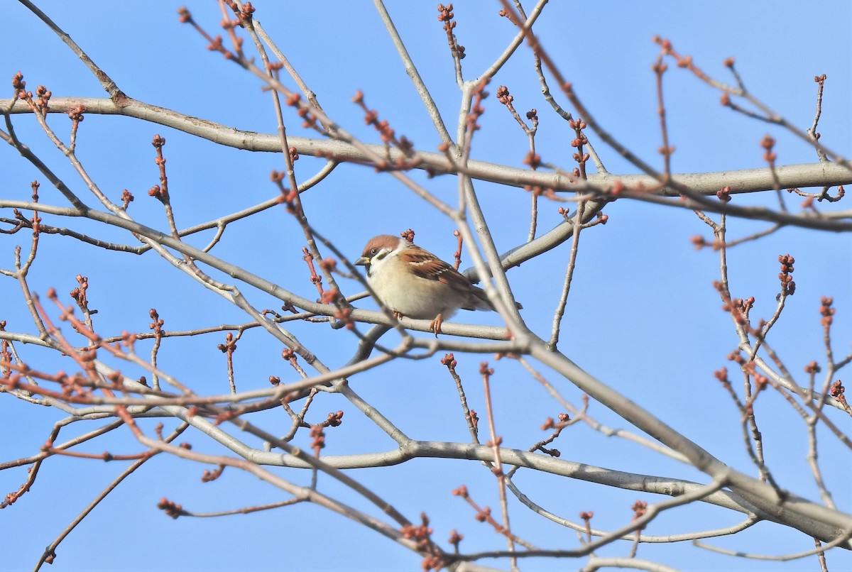 Eurasian Tree Sparrow - ML390074681