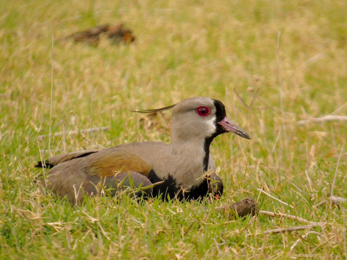 Southern Lapwing - ML390074831