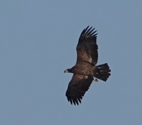 Golden/Bald Eagle - beth kunkel