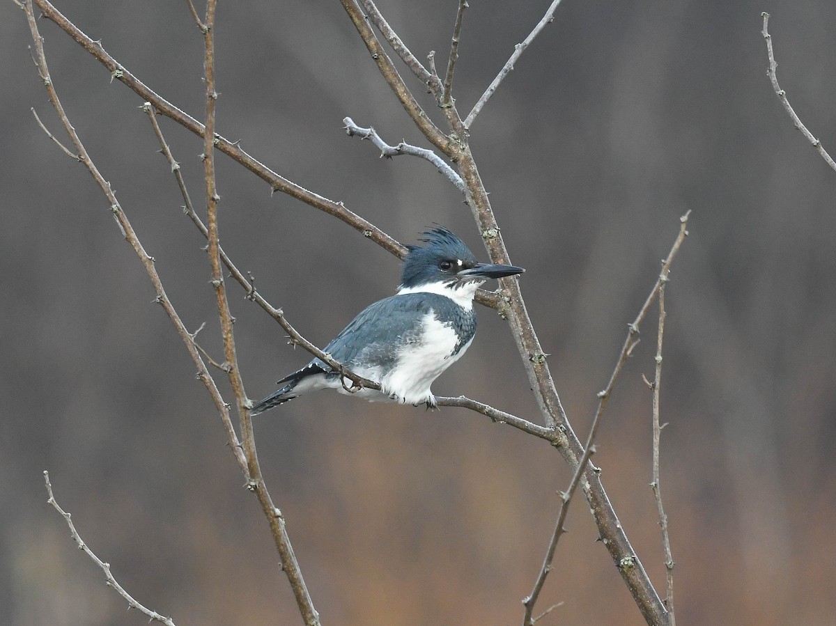 Belted Kingfisher - E. Smout