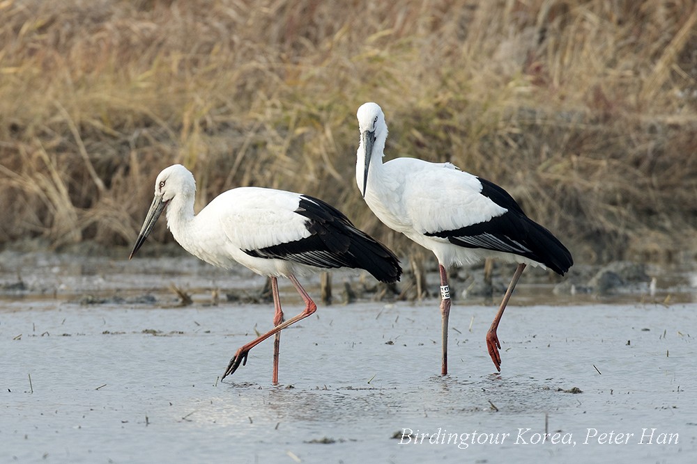 Oriental Stork - ML390076711