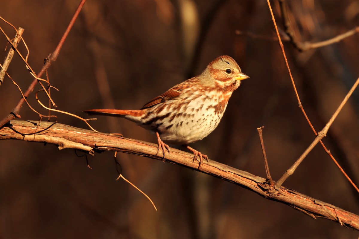 Fox Sparrow - ML390077841