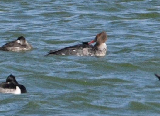 Red-breasted Merganser - ML390079921