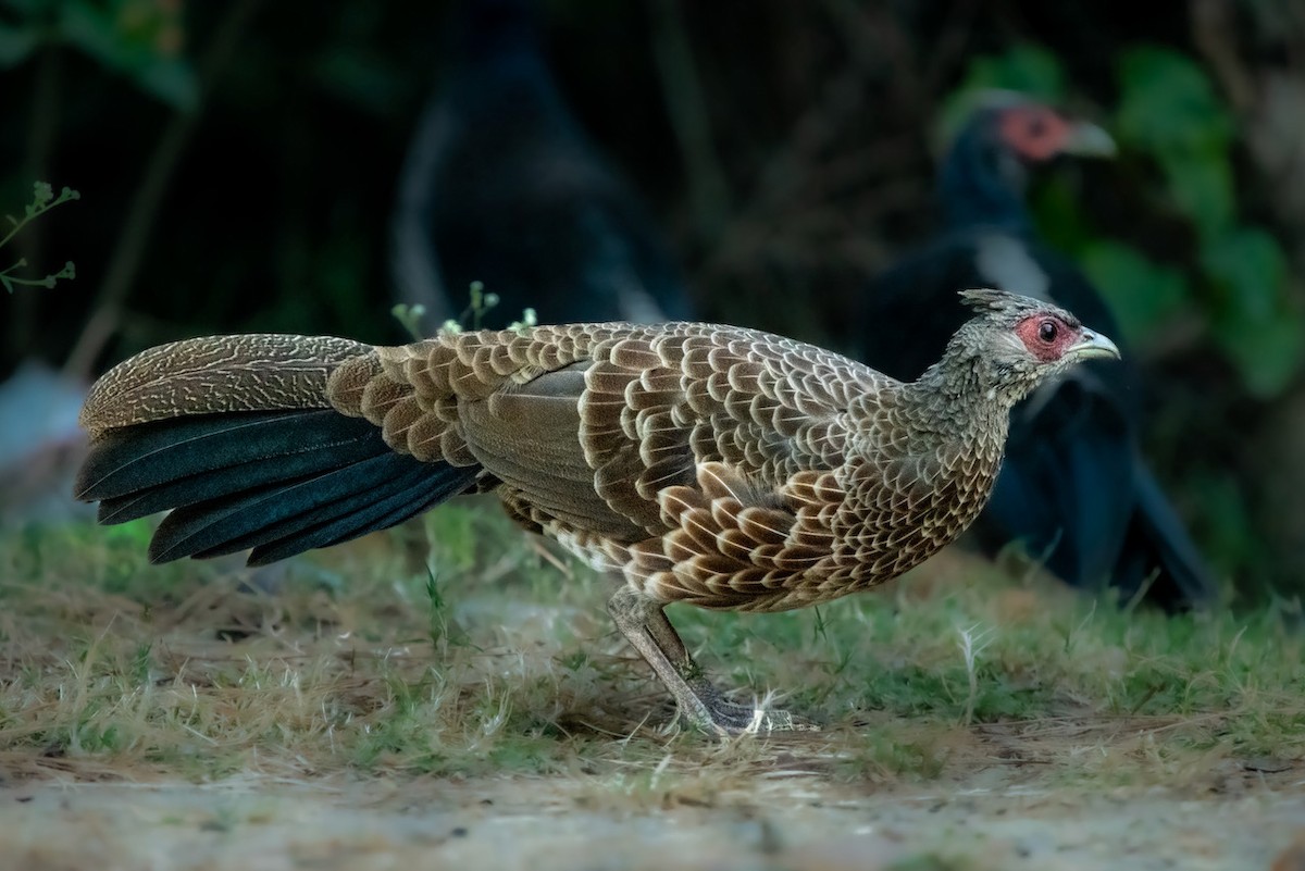 Kalij Pheasant - Vivek Saggar