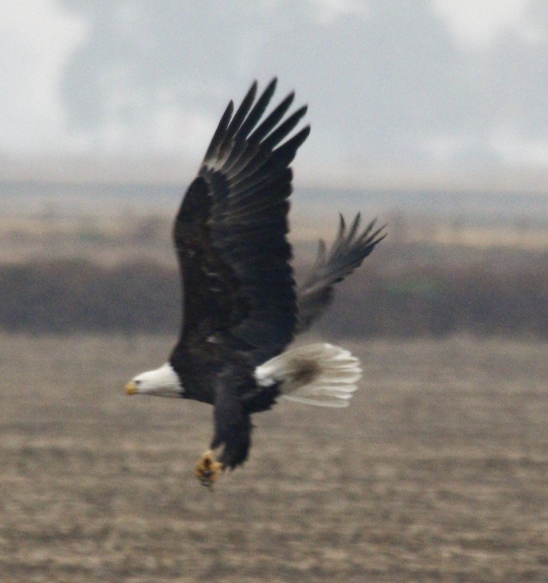 Bald Eagle - Becky Lutz