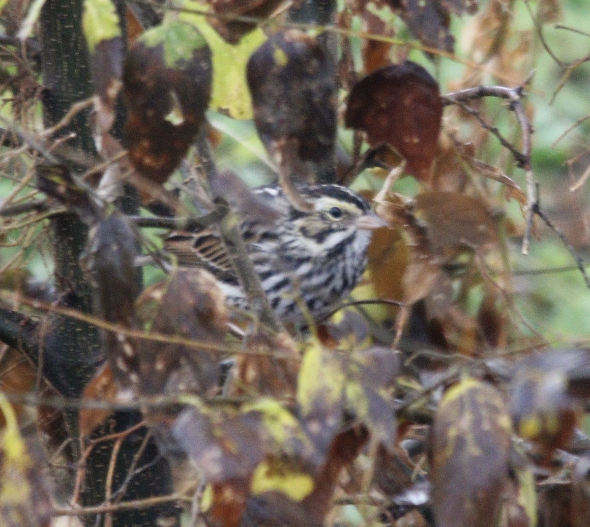 Savannah Sparrow - ML390080761