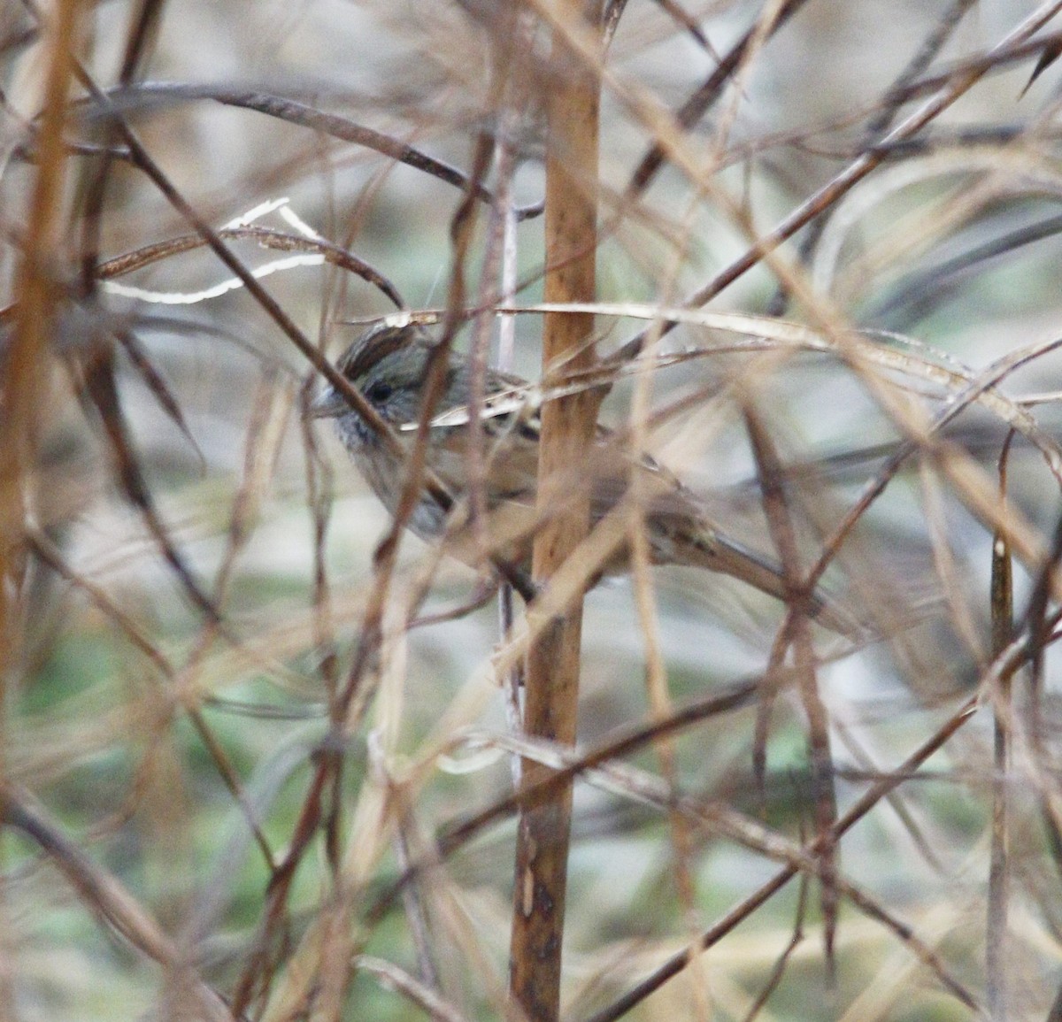 Swamp Sparrow - ML390080801