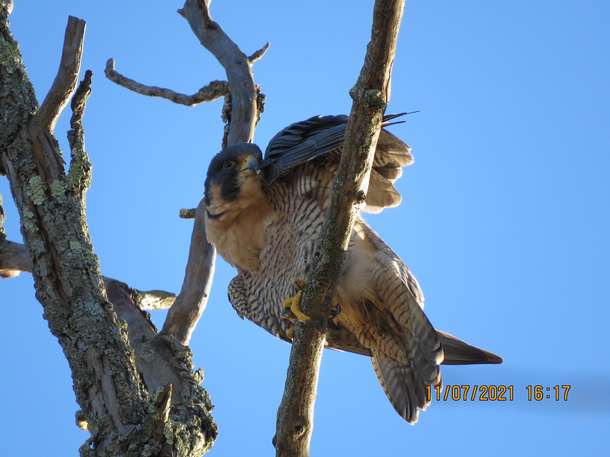 Peregrine Falcon - ML390083091