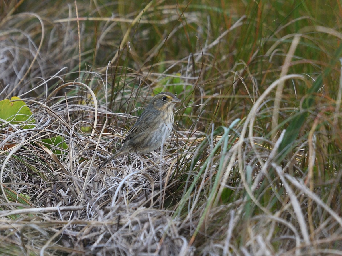 Saltmarsh Sparrow - ML390084111