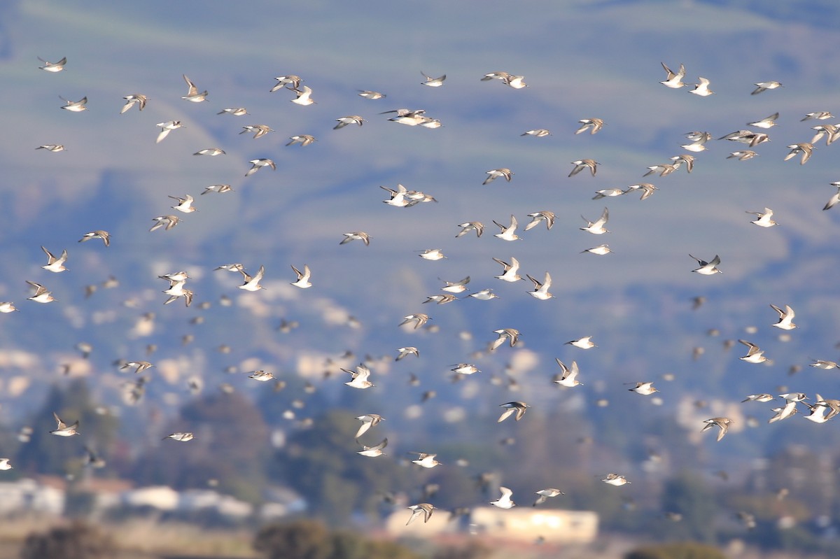 Dunlin - ML390084871